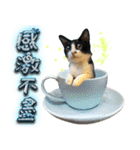 Potted Cat ＆ Cup Cat Family（個別スタンプ：15）