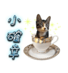 Potted Cat ＆ Cup Cat Family（個別スタンプ：19）