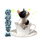 Potted Cat ＆ Cup Cat Family（個別スタンプ：20）