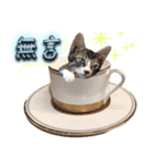 Potted Cat ＆ Cup Cat Family（個別スタンプ：37）