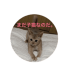 子猫のアビシニアン（個別スタンプ：20）