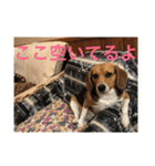 ビーグル犬エアロちゃん2（個別スタンプ：36）