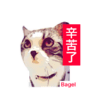 Bagel Lee -daily use（個別スタンプ：15）