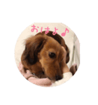 dog.mouse（個別スタンプ：8）