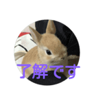 monaka rabbit photo（個別スタンプ：1）