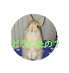 monaka rabbit photo（個別スタンプ：5）