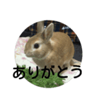 monaka rabbit photo（個別スタンプ：6）