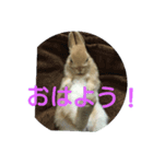 monaka rabbit photo（個別スタンプ：7）