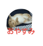 monaka rabbit photo（個別スタンプ：8）