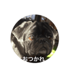 My pug: Galileo - scenes（個別スタンプ：9）