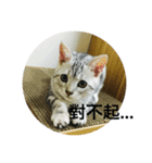 cat onigiri（個別スタンプ：7）