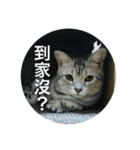 cat onigiri（個別スタンプ：22）