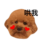 HandSome Poodle 8（個別スタンプ：1）