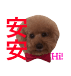 HandSome Poodle 8（個別スタンプ：4）