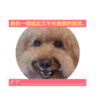 HandSome Poodle 8（個別スタンプ：6）