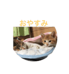 nyannnnnn（個別スタンプ：13）