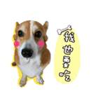 Corgi sister（個別スタンプ：1）