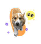 Corgi sister（個別スタンプ：4）