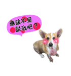 Corgi sister（個別スタンプ：5）