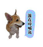 Corgi sister（個別スタンプ：6）