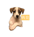 Jack Russell 1（個別スタンプ：4）