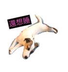 Jack Russell 1（個別スタンプ：7）