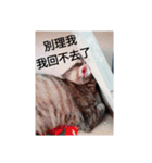 love cat and live（個別スタンプ：2）