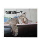 love cat and live（個別スタンプ：5）