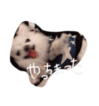 狂犬ウーロン（個別スタンプ：18）