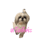 shih tzu thailand（個別スタンプ：2）