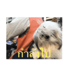 shih tzu thailand（個別スタンプ：6）