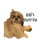 shih tzu thailand（個別スタンプ：7）