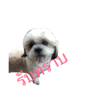 shih tzu thailand（個別スタンプ：8）