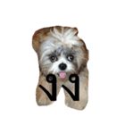 shih tzu thailand（個別スタンプ：14）