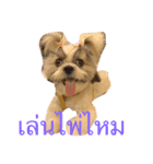 shih tzu thailand（個別スタンプ：15）