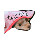 ヨークシャーテリア 犬 かわいい（個別スタンプ：5）