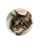 猫4姉妹（個別スタンプ：3）