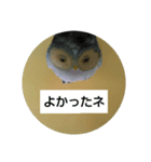 Wolstamp（個別スタンプ：10）