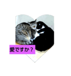 5-cats（個別スタンプ：2）