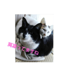 5-cats（個別スタンプ：3）