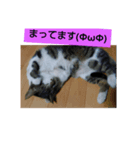 5-cats（個別スタンプ：6）