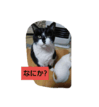 5-cats（個別スタンプ：8）