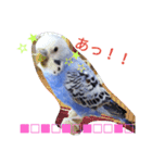 インコのアクア♡（個別スタンプ：4）