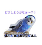 インコのアクア♡（個別スタンプ：11）