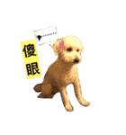 happy poodle kaka（個別スタンプ：2）