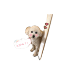 happy poodle kaka（個別スタンプ：4）