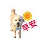 happy poodle kaka（個別スタンプ：13）