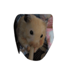 Hamster sprouting bear（個別スタンプ：7）