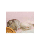 Sao＆Cream The Hamster（個別スタンプ：15）