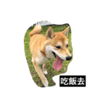 Whisky Shiba（個別スタンプ：1）